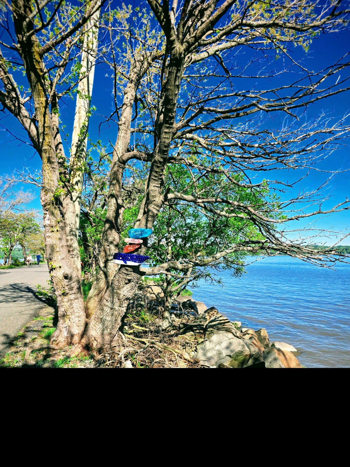 water tree