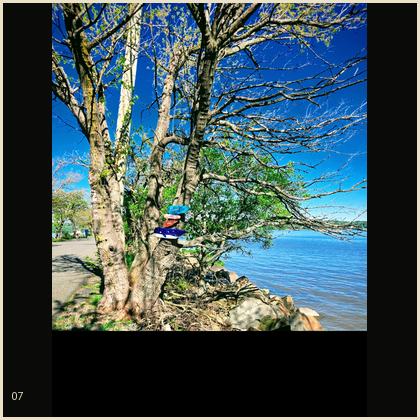 water tree
